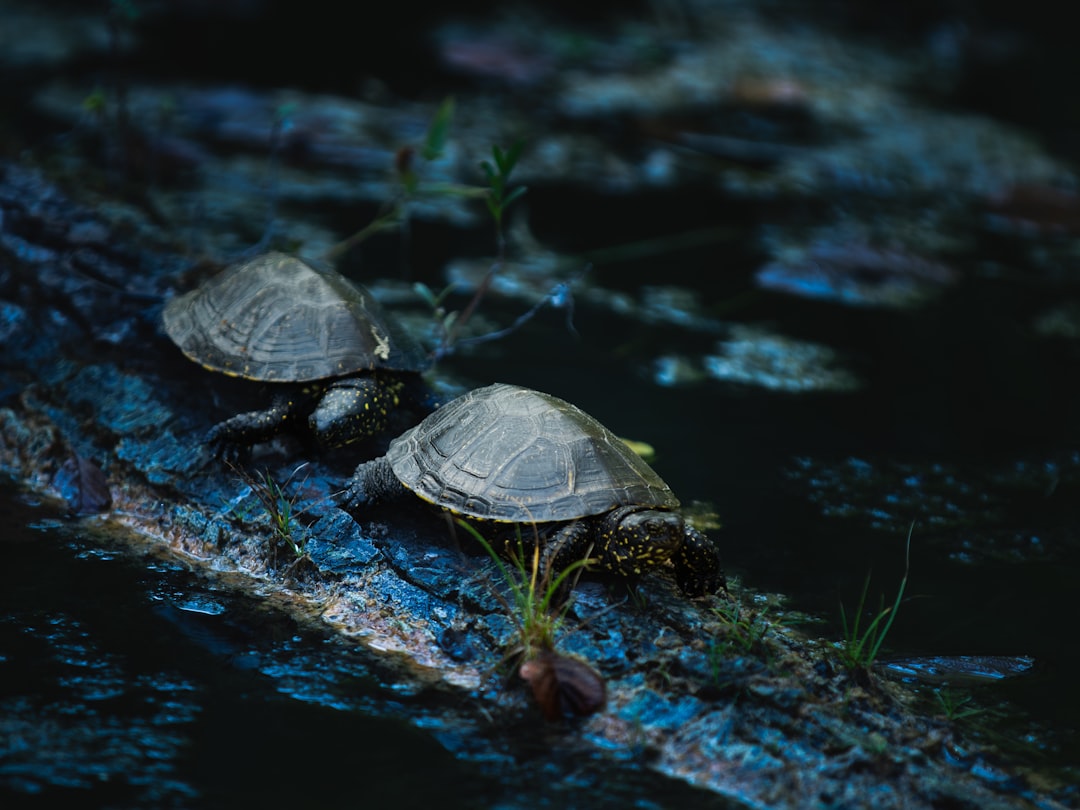 Schildpad schilderen als rustgevende creatieve hobby